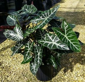 Ebony Safari Alocasia * 